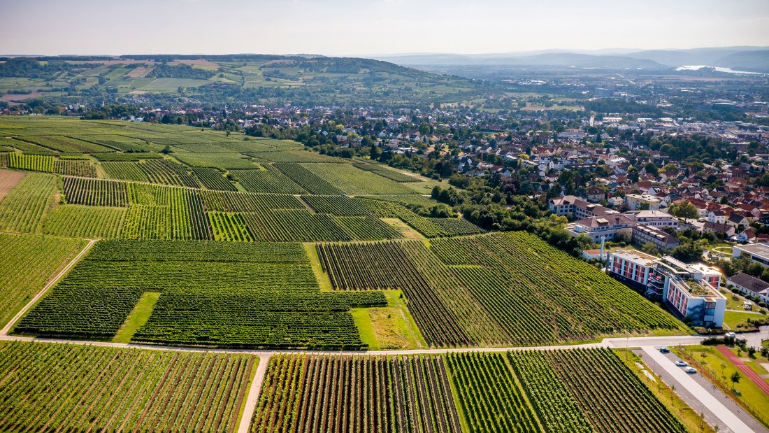 Ingelheimer Höllenweg