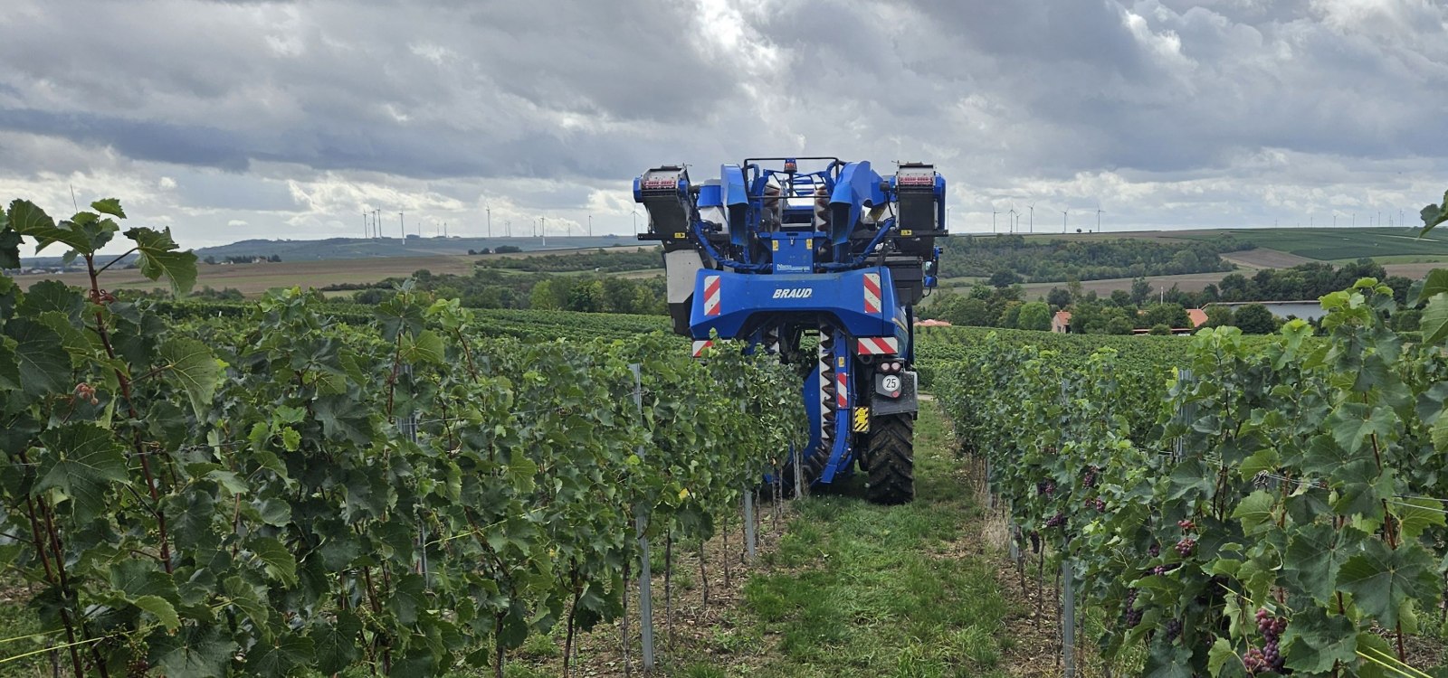 Moderner Traubenvollernter bei der Weinlese in Rheinhessen