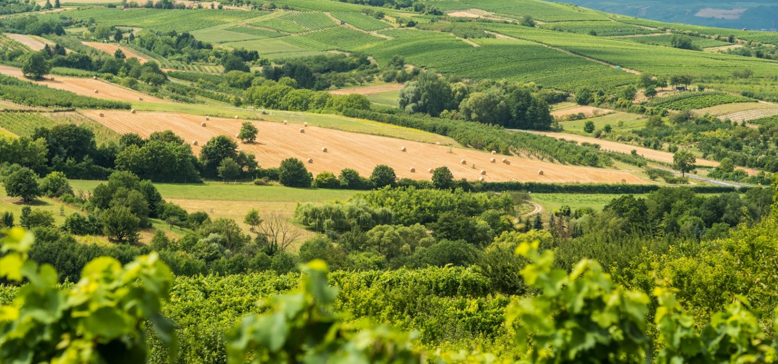 Blick &uuml;ber die rheinhessische H&uuml;gellandschaft, &copy; Dominik Ketz