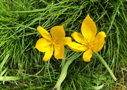 Wildtulpen-Bl&uuml;tenfest