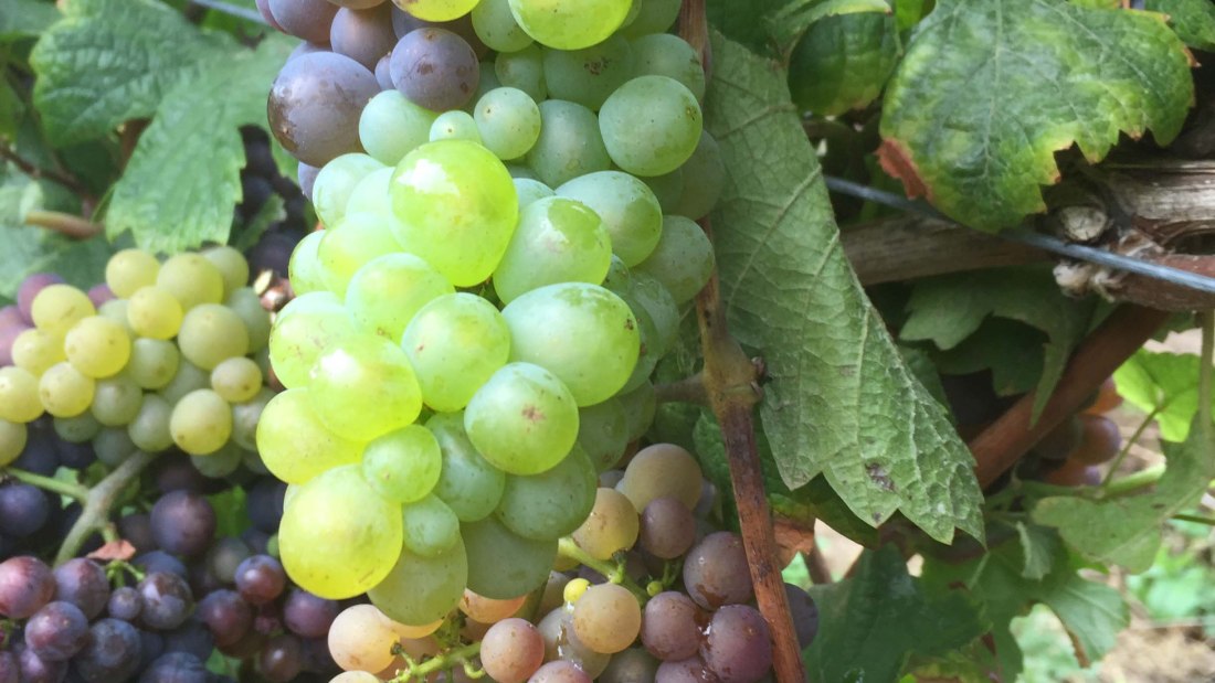 &copy; Weingut Tobias Hahn