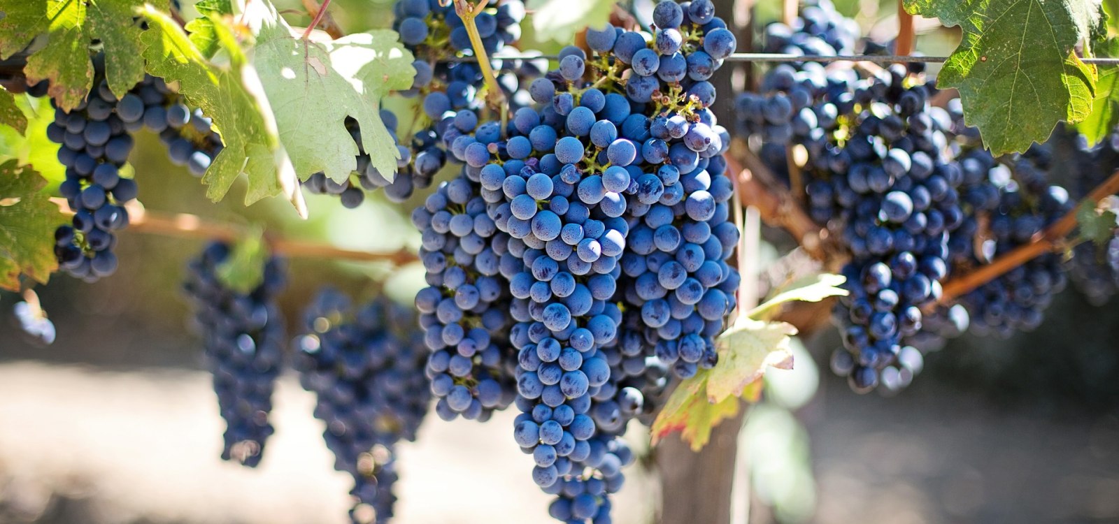 &copy; Weingut Egelhoff