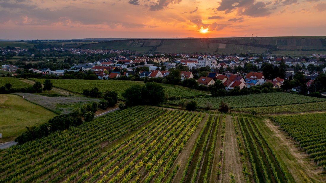 Nierstein Paterberg-DJI_0816-276