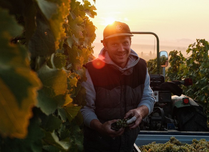 Weinlese_im_Herbst_Weingut Wechsler