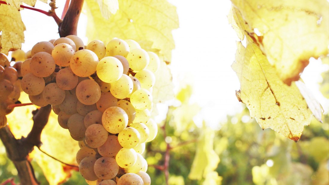 winery-Gänz-grape, © Weingut Gänz