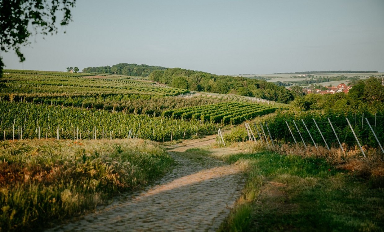 Weingut Finkenauer-Franz_Weinberge, © Weingut Finkenauer-Franz