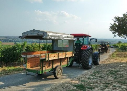 Pendelverkehr: Die Trecker holen die nächsten Weinprobierer, © Frank Hamm