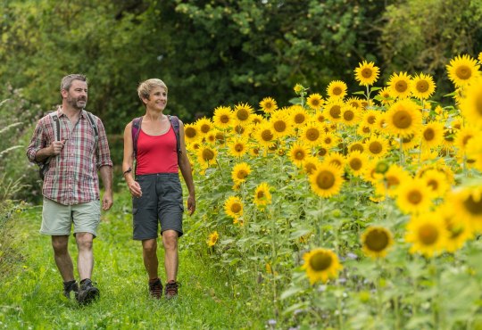 Wanderweg neben Sonnenblumen, &copy; Dominik Ketz