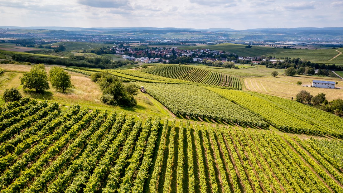 Horrweiler Gewürzgärtchen