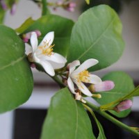 Zitronenblüten © Erb-Frey-Hof