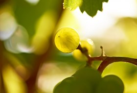 Riesling grape small © Robert Dieth