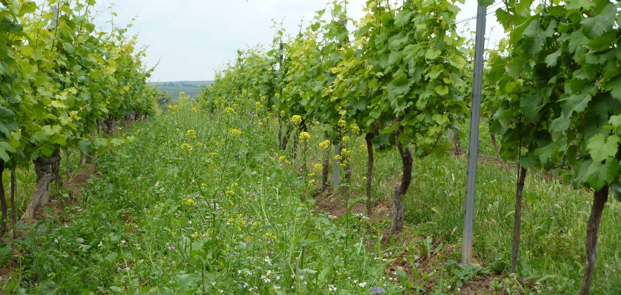 Weingut Pfleger_Weinberg, &copy; Weingut Pfleger