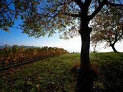 Herbstlandschaft