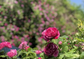 Blaue Stunde Adlerhof