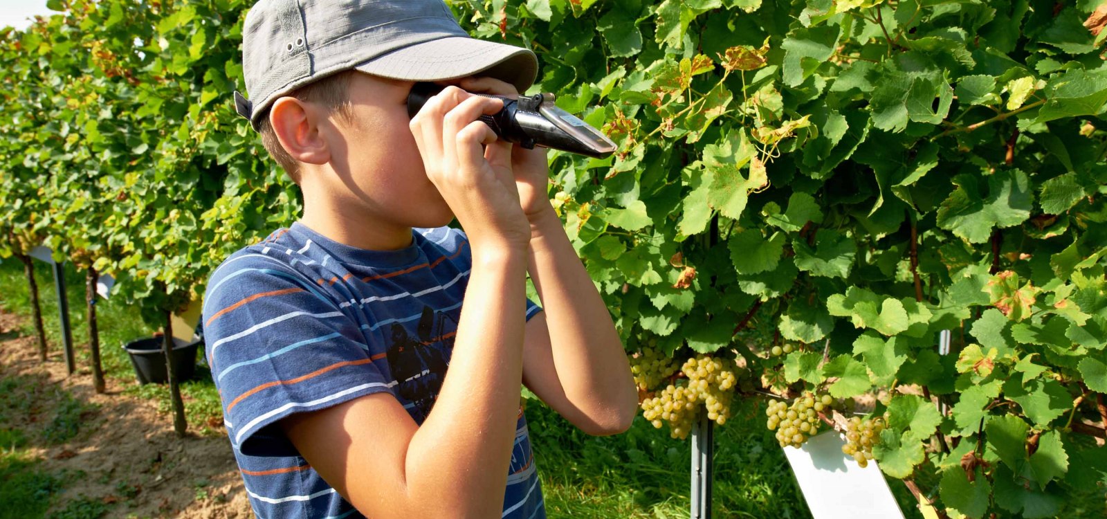 Junge im Wingert