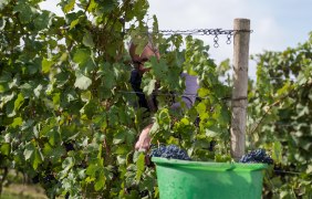 Weinlese &copy; Weingut J&uuml;rgen Bernhard