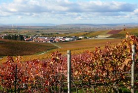 Weinhaus Uhl_Weinreben &copy; Weinhaus Uhl