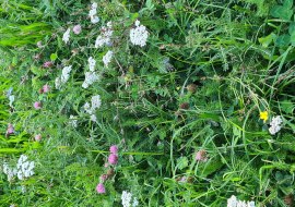 Pflanzen am Stra&szlig;enrand