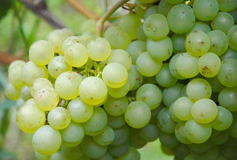 Auxerrois