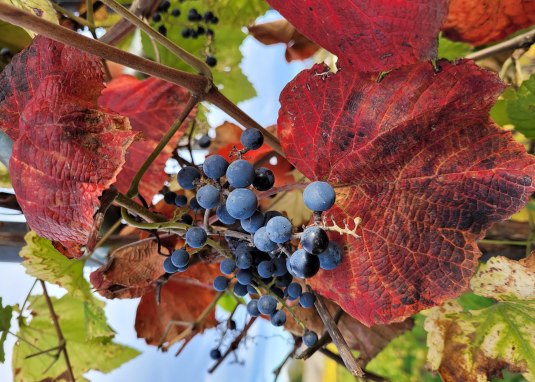 Herbststimmung &copy; VG Monsheim Beate Hess
