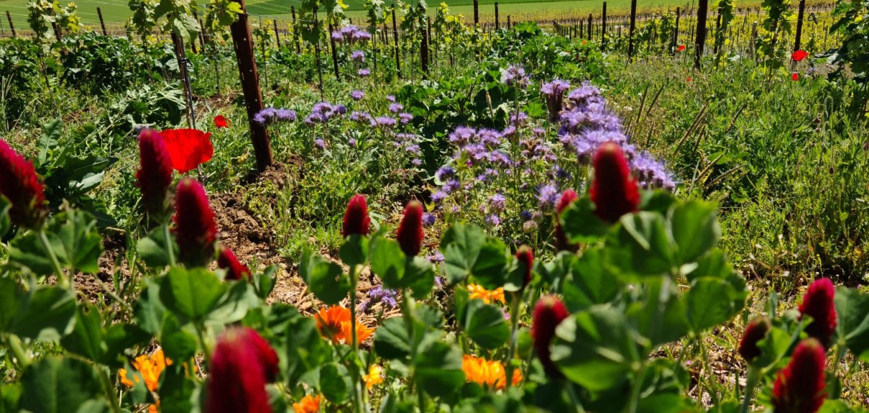 © Weingut Achenbach