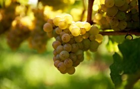 Riesling &copy; Robert Dieth/rheinhessenwein