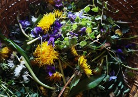 Wildkr&auml;uterwanderung