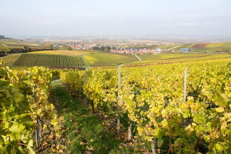 7 (800 x 533), &copy; Weinhaus Uhl