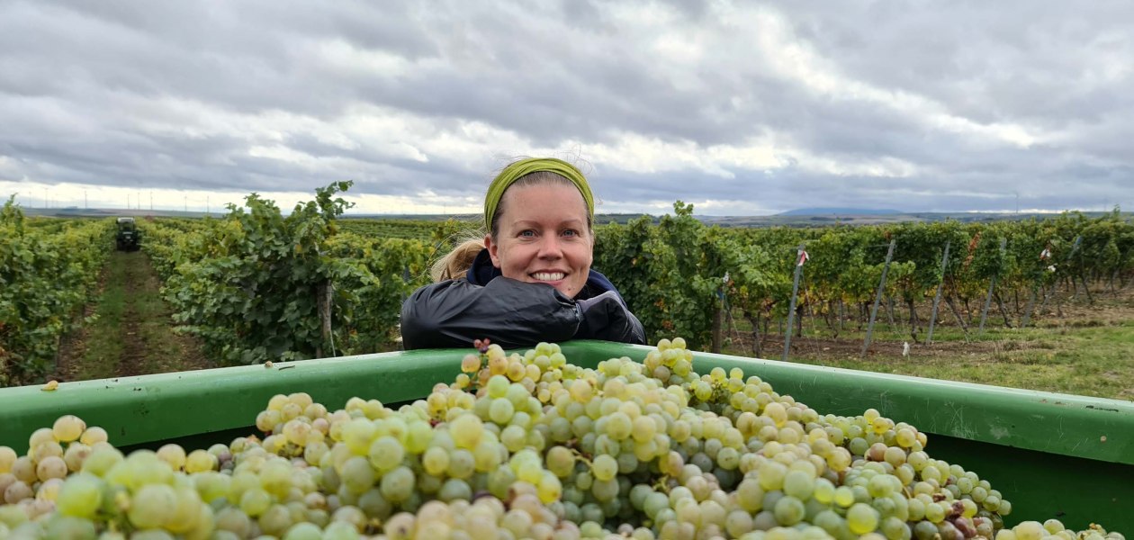 Weingut Sch&ouml;nhals_Riesling, &copy; Weingut Sch&ouml;nhals