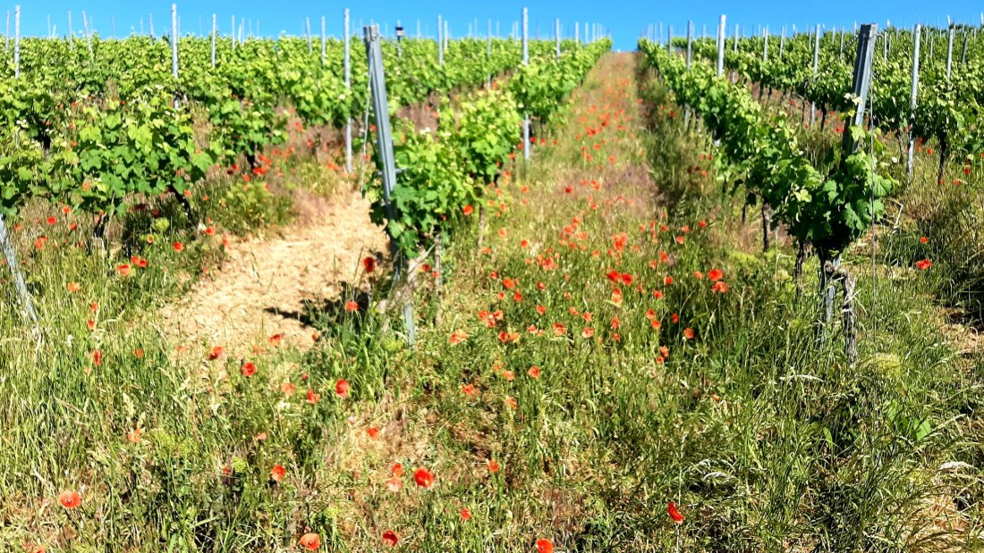 Weingut Ke&szlig;ler_Weinberg, &copy; Weingut Ke&szlig;ler
