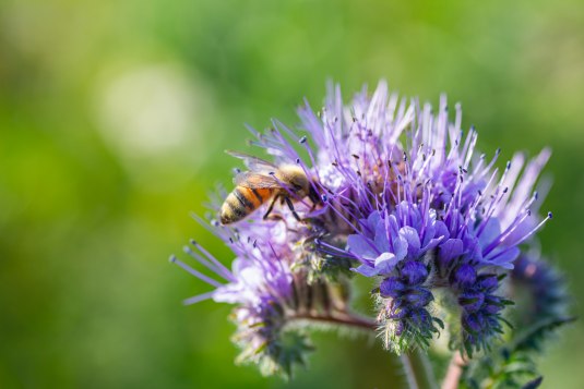Biene auf Phacelia