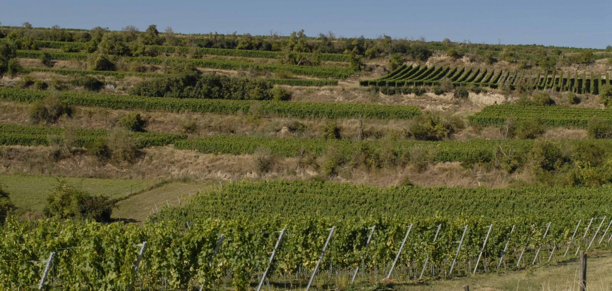 Weingut Eller_Weinreben, &copy; Weingut Eller