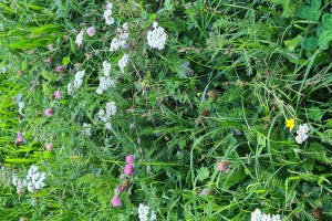 Pflanzen am Stra&szlig;enrand, &copy; Barbara Reif