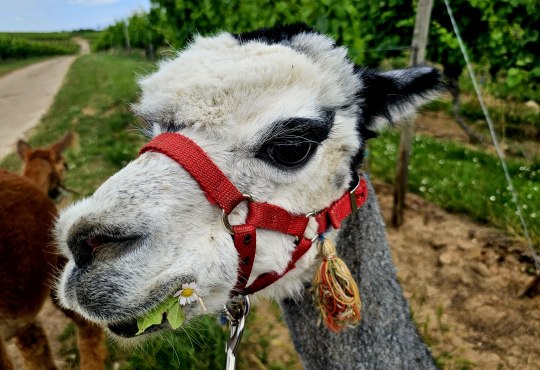 Alpakawanderung Weingut Meiser, &copy; Marina Noble