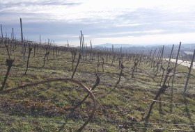 Gebogene Reben &copy; Udo Diel