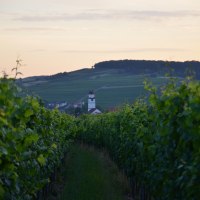 DSC_0231 &copy; Weingut Richtarsky