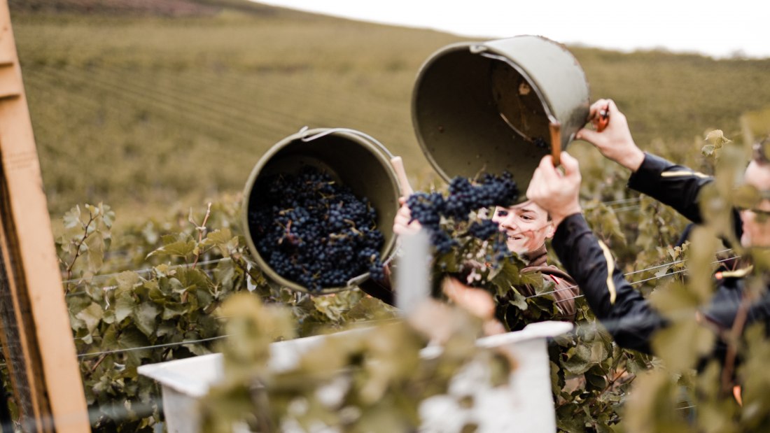 Weingut Breitenbach Handlese, © Weingut Breitenbach