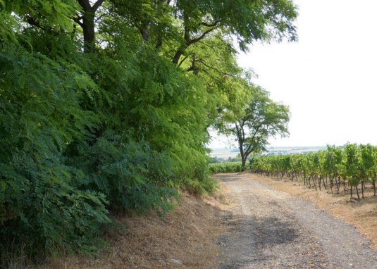 Monzernheimer Hohl &copy; Michael Jung