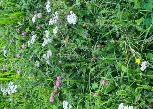 Pflanzen am Stra&szlig;enrand &copy; Barbara Reif