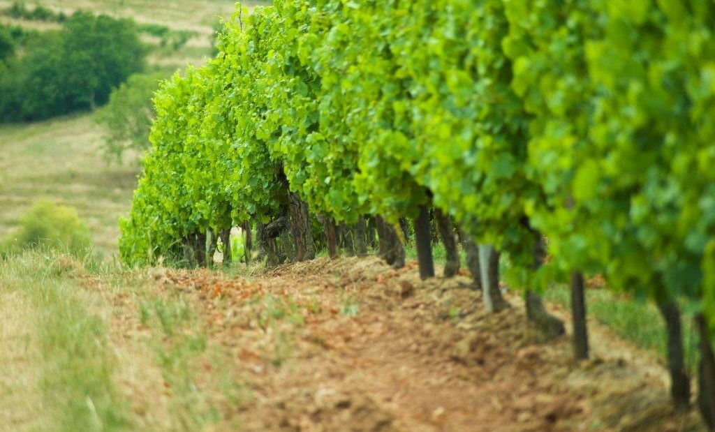 image-1_1, &copy; GutGall&eacute;