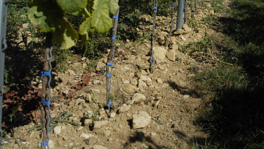 Weingut Eller_Reben, &copy; Weingut Eller