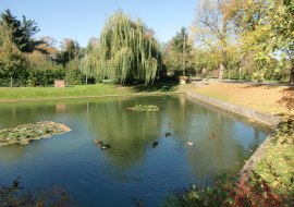 Woog in M&ouml;rstadt