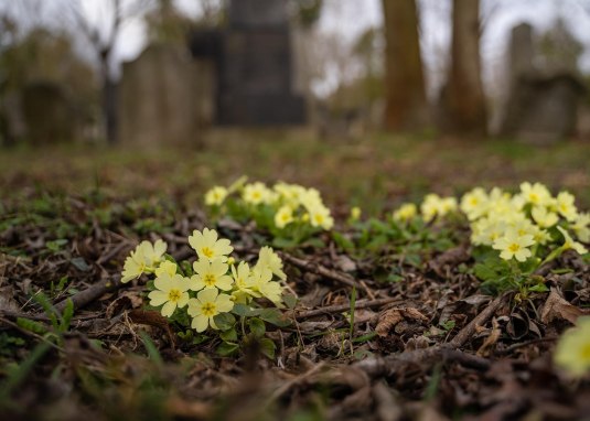 Primel auf dem Friedhof
