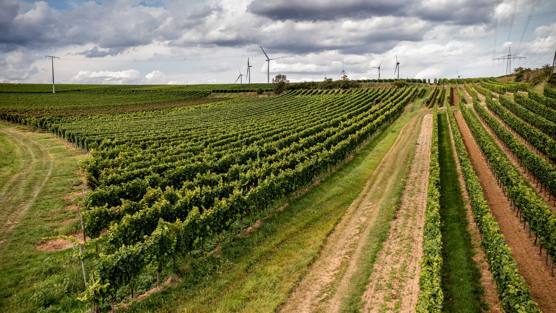Bechtheimer Hasensprung