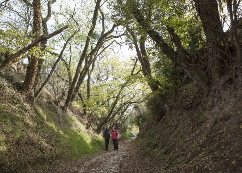 Urwüchsige Hohlwege prägen den RheinTerrassenWeg bei Alsheim und Mettenheim, © Michael Zellmer