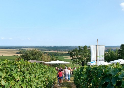 Weinprobe zur Selzer Kerb: Blick auf das Selztal