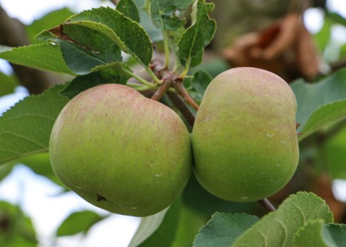 regiomat-obsthof-zimmermann-2