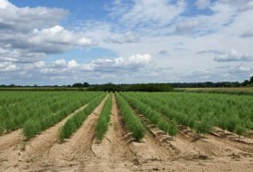 Spargelhof_Schneider_Impressum © Spargelhof_Schneider_Impressum