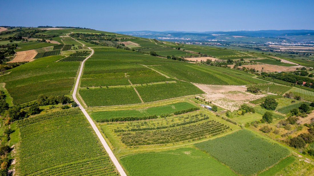 Gau-Algesheimer Goldberg