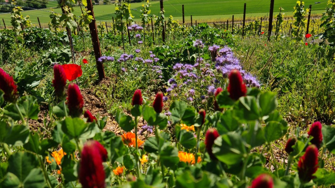 &copy; Weingut Achenbach